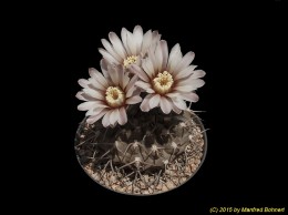 Gymnocalycium riojense ssp. piltziorum 76